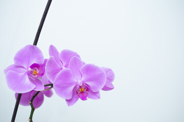 Purple orchid flower phalaenopsis isolated on white background.