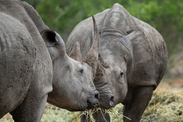 Obraz premium 2 White Rhino seen on a safari in South Africa