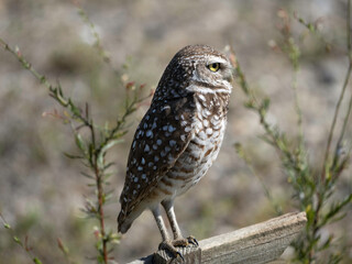 Burrowing owl profile