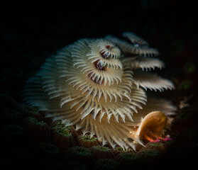 The colours of a Christmas tree worm (Spirobranchus giganteus) on the reefs off the Dutch Caribbean...