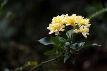 Beautiful yellow flower in a garden.