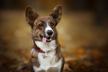portrait of a corgi dog in autumn nature park