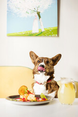 dog in cafe with tasty morning dessert