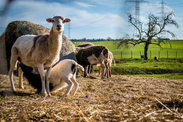 Fototapeta premium Kleine Schafherde auf derWeide