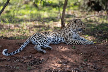 A female Leopard seen on a safari in South Africa