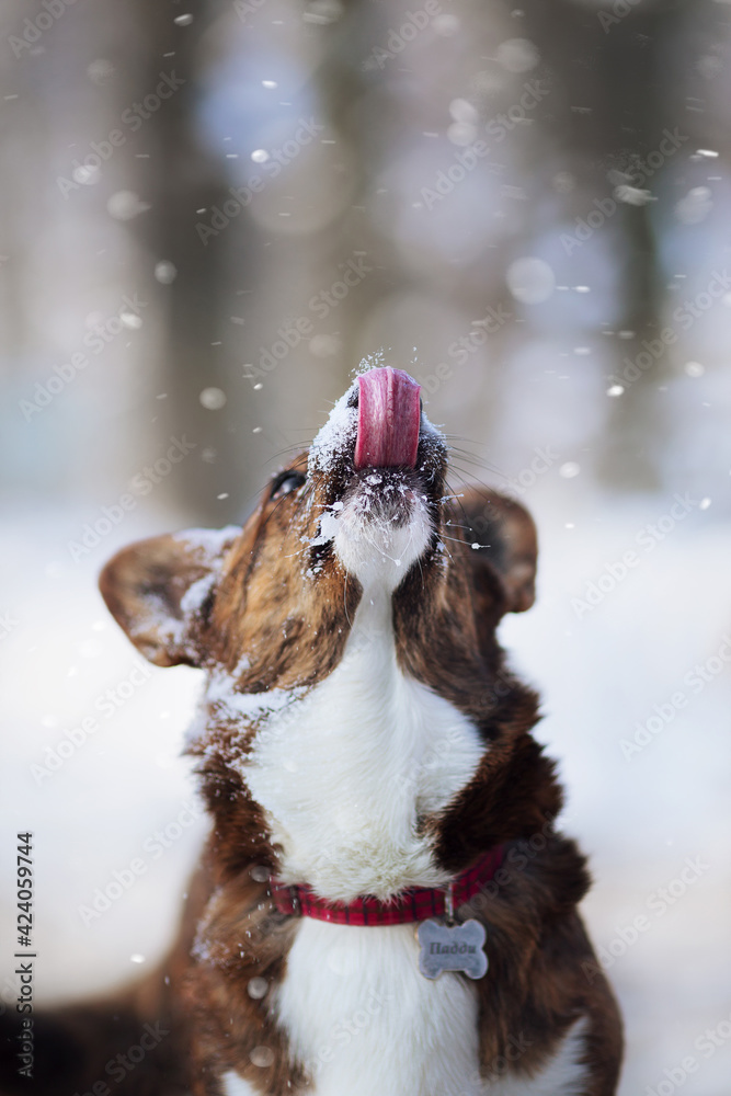 Wall mural corgi dog caught snow tongue in white winter nature park