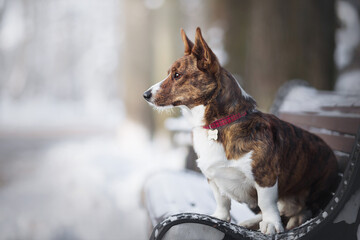 portrait a corgi dog in white winter nature park
