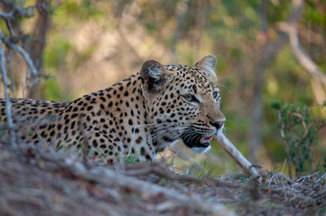 A female Leopard seen on a safari in South Africa