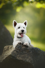 west highland white terrier dog on big stone in green park