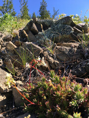 plants and flowers on the rocks on the rocks