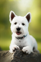 west highland white terrier dog on big stone in green park
