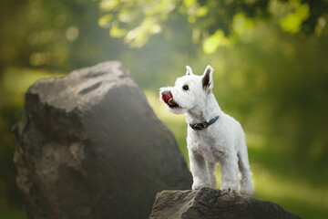 west highland white terrier dog on big stone in green park