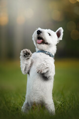 Fototapeta na wymiar west highland white terrier dog in green park