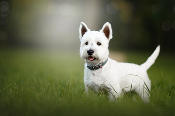 west highland white terrier dog in green park - obrazy, fototapety, plakaty