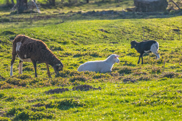 Naklejka premium Kleine Schafherde auf derWeide