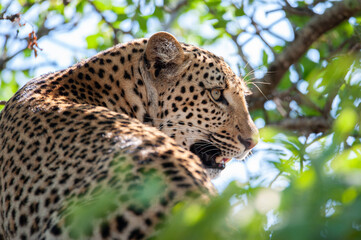 A Female leopard seen in a tree on a safari in South Africa