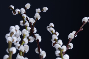 willow tree branches on black background. Macro shot of pussy willow.