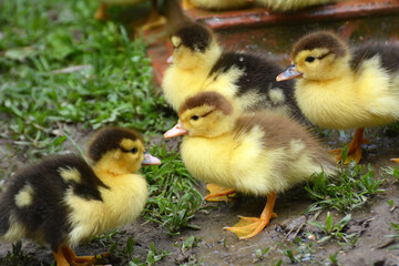 Young ducks of musk breed (Cairina moschata)