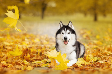 siberian husky dog in autumn nature park © Krystsina