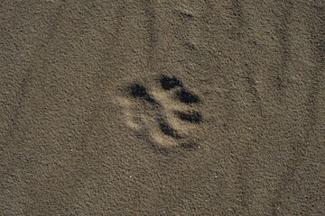 Fototapeta na wymiar Dog paw on sand