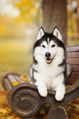 siberian husky dog in autumn nature park © Krystsina