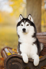 siberian husky dog in autumn nature park © Krystsina
