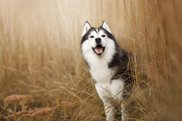 siberian husky dog in autumn nature park © Krystsina