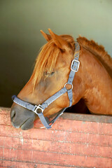 Curious young horse standing in the stable door. Purebred youngster looking out from the barn