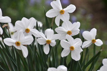 Narcissus (daffodils) bloom in the flowerbed.