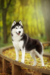 siberian husky dog in nature © Krystsina