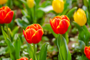 red and yellow tulip