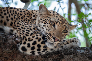 A Female leopard seen in a tree on a safari in South Africa