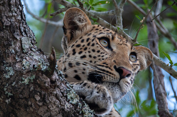 A female Leopard seen on a safari in South Africa