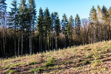 Wiederaufforstung nach Kahlschlag im Mischwald