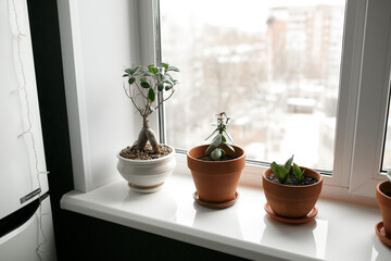 Plants in pots on the windowsill.