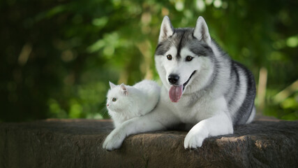 siberian husky dog with white cat in green nature © Krystsina