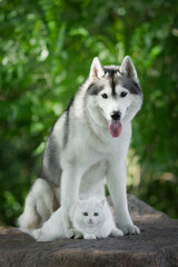 siberian husky dog in green nature
