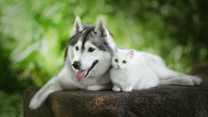siberian husky dog with white cat in green nature © Krystsina