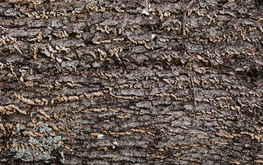 Log close up, sawn tree side view of sharp parts of felled log. Wood textured wall for background or design. Old stump texture.