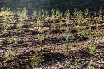 Wiederaufforstung nach Kahlschlag im Mischwald