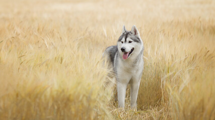 siberian husky dog in wheat field