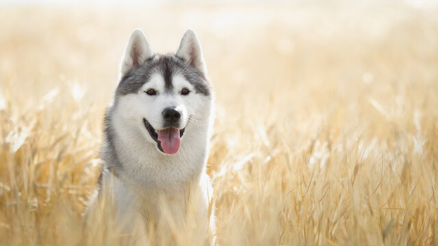 siberian husky dog in wheat field