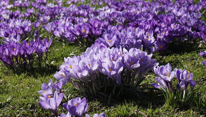 Violet crocuses. Beautiful flowers close-up.  