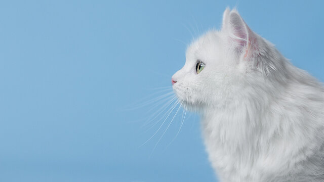 white cat on blue background