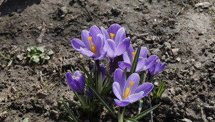 Violet crocuses. Beautiful flowers close-up.  