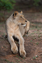 A female Lion seen on a safari in South Africa