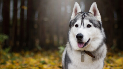 siberian husky dog in autumn nature park