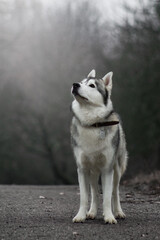 siberian husky dog in autumn fog grey nature