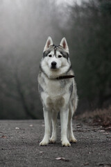 siberian husky dog in autumn fog grey nature