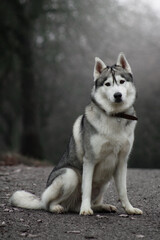 siberian husky dog in autumn fog grey nature